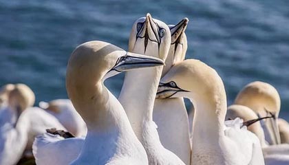 单板滑雪世界杯卡尔加里站 武绍桐获得亚军