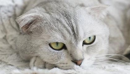 单板滑雪世界杯卡尔加里站 武绍桐获得亚军